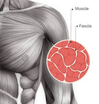 workout recovery muscle